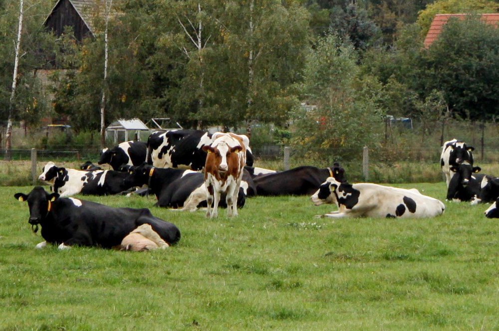 Kühe im Grünen. Foto: Matthias Weidemann
