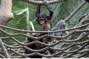 Schimpansenjungtier Ohini mit Azibo. Foto: Zoo Leipzig