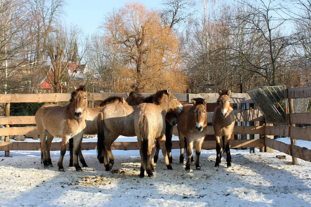 Wildpferde im neuen Vorgehege. Foto: Zoo Leipzig