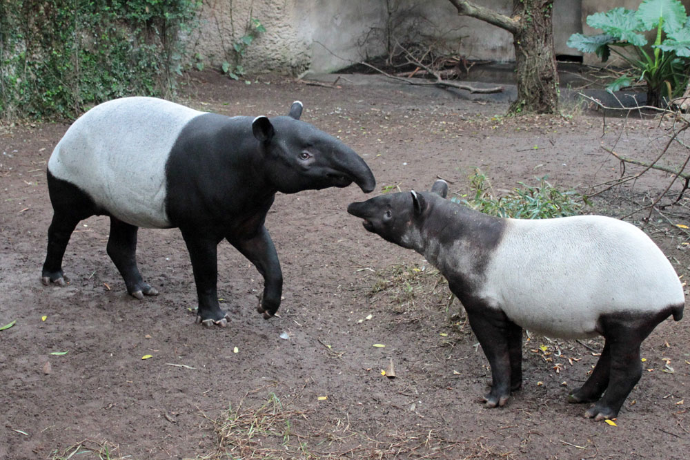 Vater Copasih und Sohn Ketiga beim Kennenlernen. Foto: Zoo Leipzig