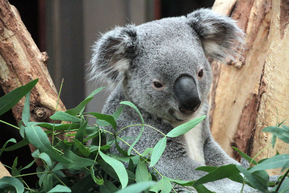 Koalamännchen Oobi Ooobi. Foto: Zoo Leipzig