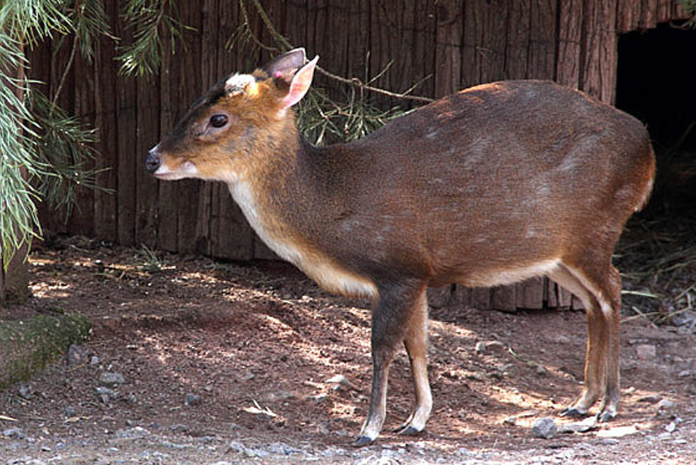 Zwergmuntjak im Leipziger Zoo. Foto: Zoo Leipzig