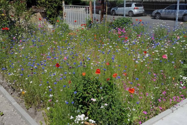 Mit einem „bunten Quadratmeter“ kann man ein kleines Stück Lebensraum schaffen und auch Schmetterlingen helfen, so wie auf diesem Firmengelände in Taucha. Samen dafür gibt es beim NABU Leipzig. Foto: Hans-Joachim Kietz
