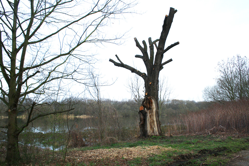 Auch das Leipziger Elsterbecken ist beliebter Lebensraum für Waschbären. Foto: Ralf Julke