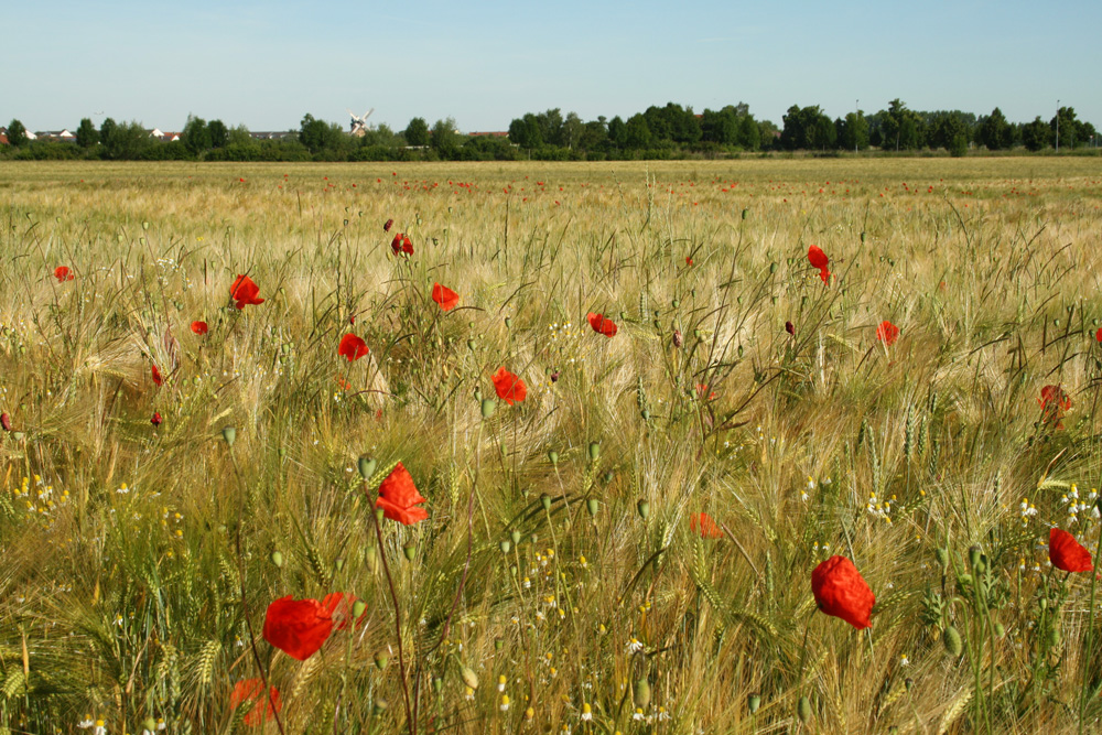 Getreidefeld im Leipziger Norden. Foto: Ralf Julke