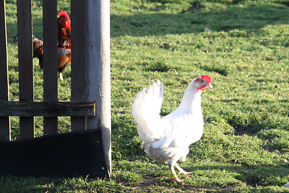 Achten Sie auf den Gockel! Foto: Matthias Weidemann
