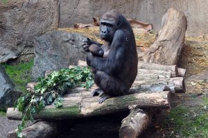 Gorilla Kibara mit Gorillamädchen Kianga auf der Innenanlage. Foto: Zoo Leipzig