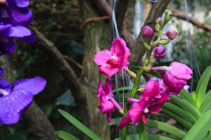 Tropischer Blütenzauber im Reich der Orchideen. Foto: Swen Reichhold/Universität Leipzig