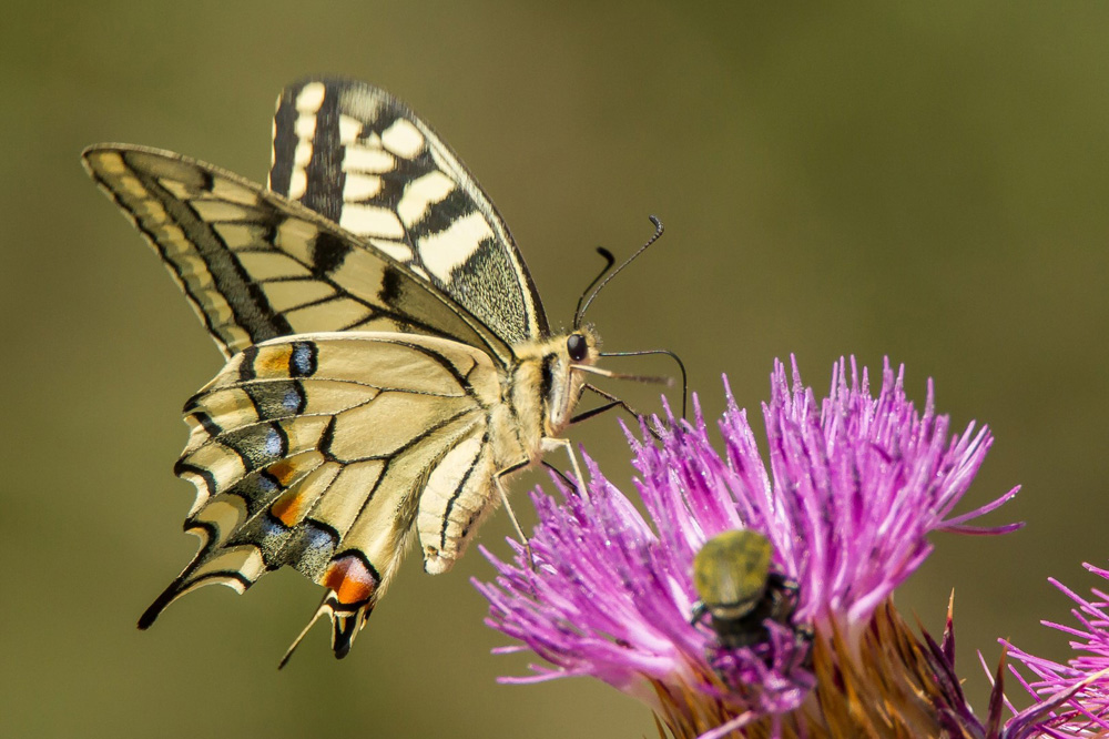 Auch den prächtigen Schwalbenschwanz kann man in Leipzig beobachten. Foto: NABU/Marco Frank