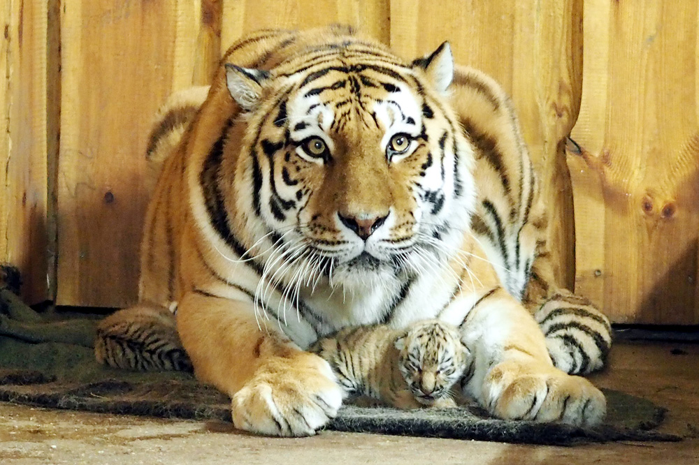 Amurtigerin Bella mit zwei Jungtieren. Foto: Zoo Leipzig