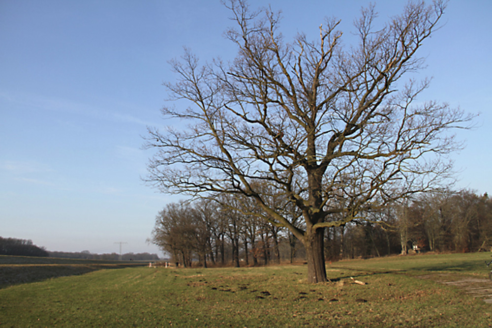 Fläche Nr. 3: eine Wiese mit alten Stieleichen. Foto: NuKLA e.V.