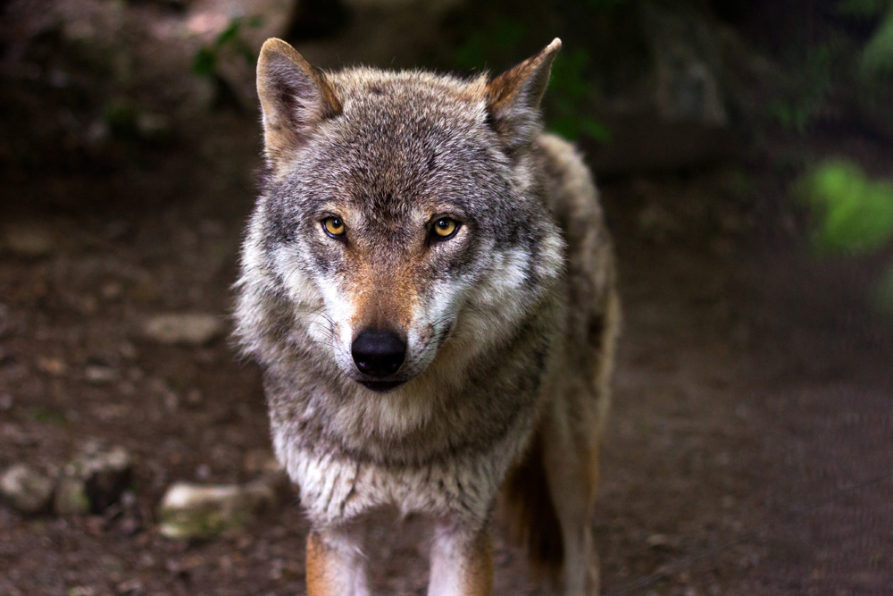 Wölfe abzuschießen hat mit Artenschutz nicht das Geringste zu tun. Foto: raincarnation40 / Pixabay.com