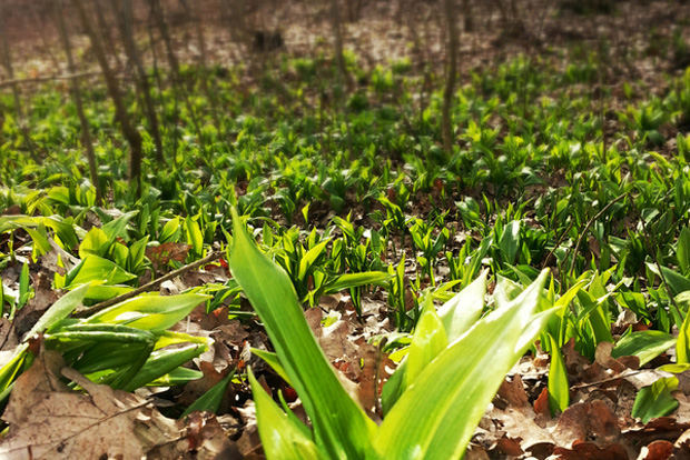 Bärlauch. Foto: Stadt Leipzig/Bolko Kosel