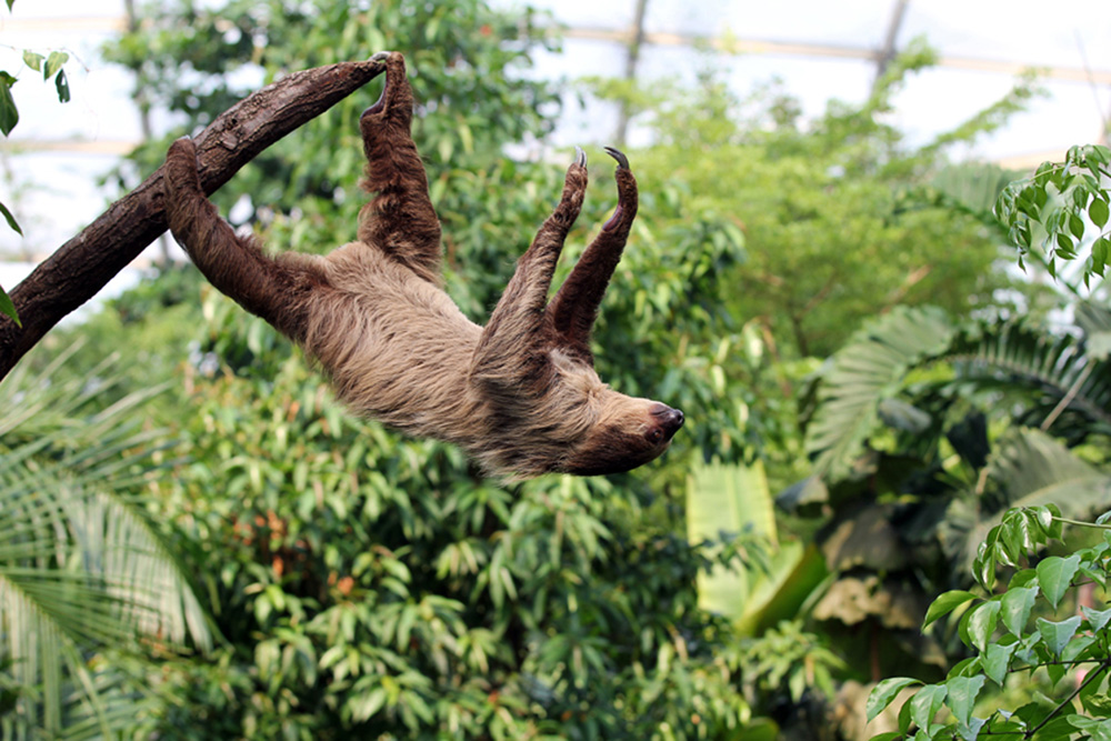 Faultier im Gondwanaland. Foto: Zoo Leipzig