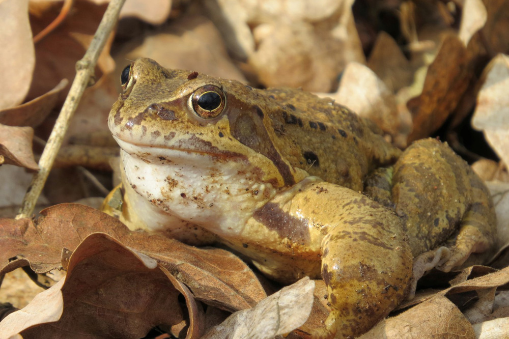 Bei milden Temperaturen begeben sich die Amphibien auf Wanderschaft, zum Beispiel der Grasfrosch. Foto: NABU