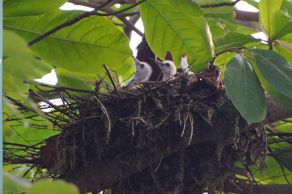 Mähnenibisse erstmals in Gondwanaland geschlüpft. Foto: Zoo Leipzig