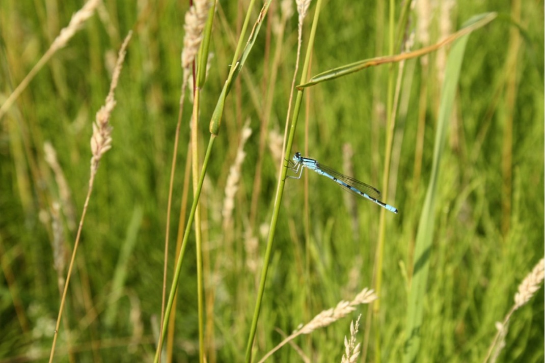 Azurlibelle an einer Pleißeböschung. Foto: Ralf Julke