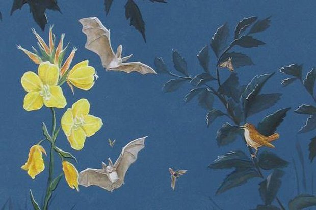 Nachtmusikanten – Fledermäuse, Nachtigall und Insekten. Zeichnung: Annett Kitsche