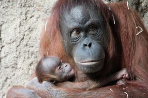 Raja mit ihrem Sohn. Foto: Zoo Leipzig