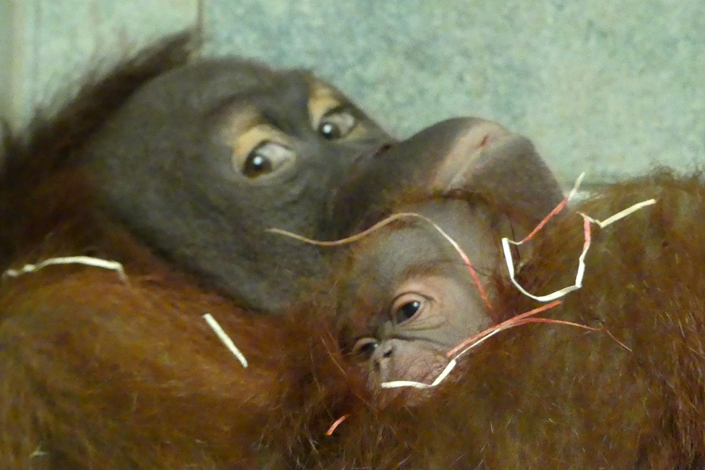 Raja mit ihrem Jungtier. Foto: Zoo Leipzig