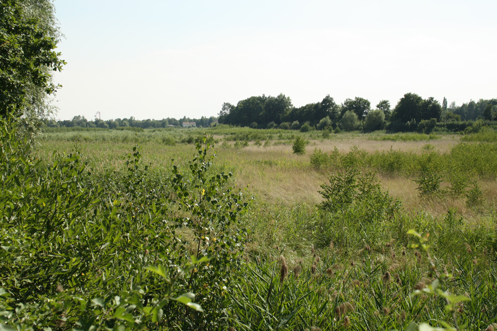 Wiesenlandschaft im einstigen Stausee. Foto: Ralf Julke
