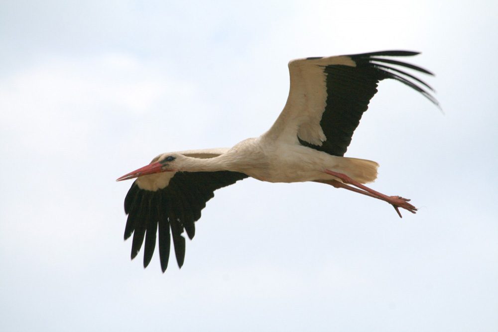 Weißstorch im Landkreis Leipzig. Foto: S. Möhring, Landratsamt Landkreis Leipzig