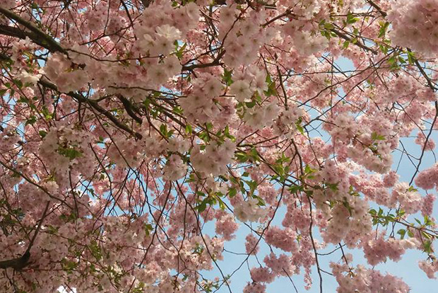 Es grünt und blüht auf wunderschöne Weise allerorten. Foto: Ulrike Gastmann
