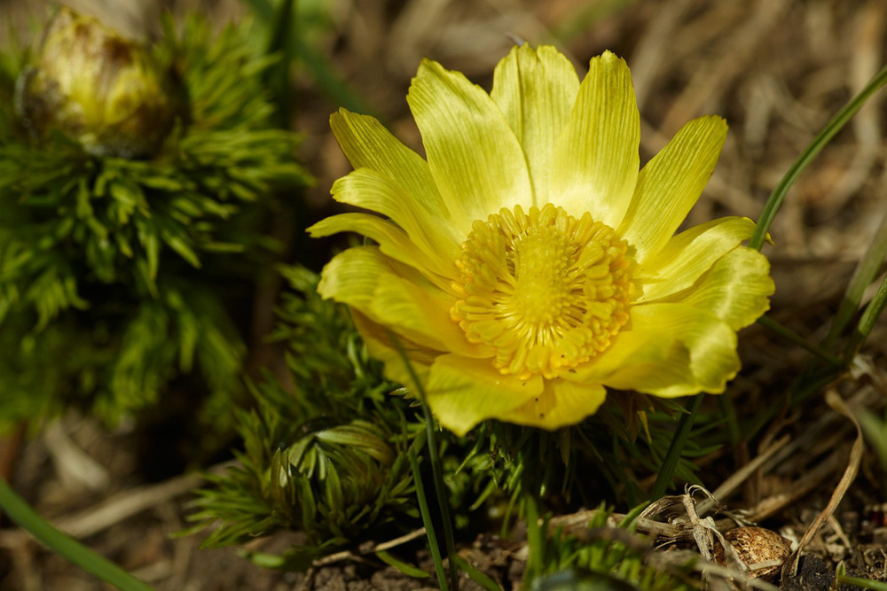 Das Frühlings-Adonisröschen (Adonis vernalis) verschwand im 19. Jahrhundert aus Halle. Die Art ist auf stickstoffarme Böden angewiesen. Sie gilt heute in ganz Deutschland als gefährdet. Foto: UFZ / André Künzelmann