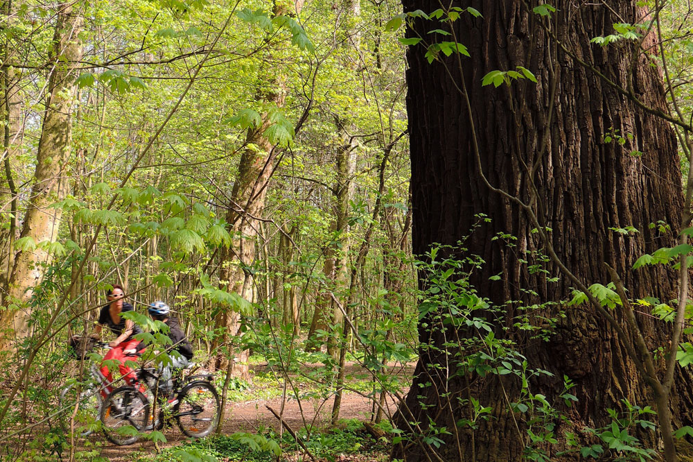 Die Starkeiche im Rosental. Foto: Matthias Ladusch