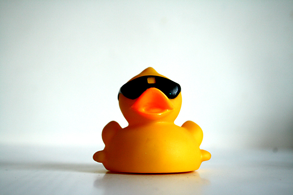 Ente mit kluger Sonnenbrille. Foto: Ralf Julke