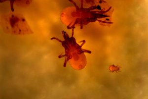 Die räuberischen Milben unter dem Mikroskop. Foto: Tom Künne/Forschungszentrum iDiv