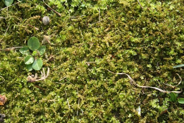 Moosgesellschaft auf kühlem Grund. Foto: Ralf Julke