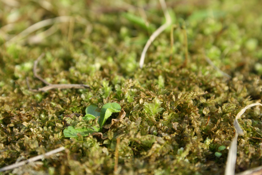 Ohne Moos nix los. Foto: Ralf Julke