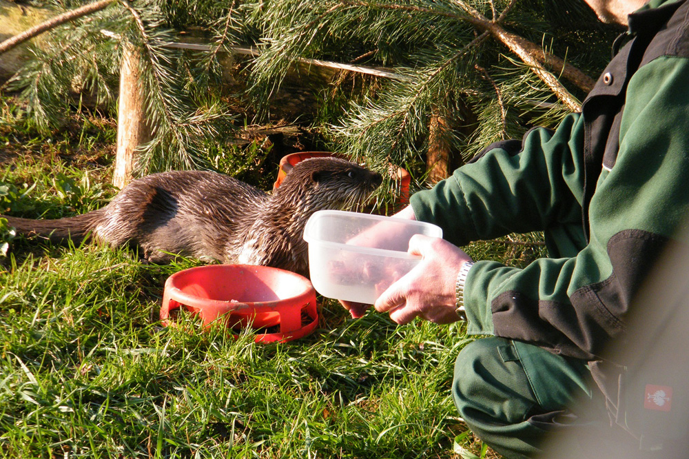 Fischotterfütterung. Foto: Wildparkverein