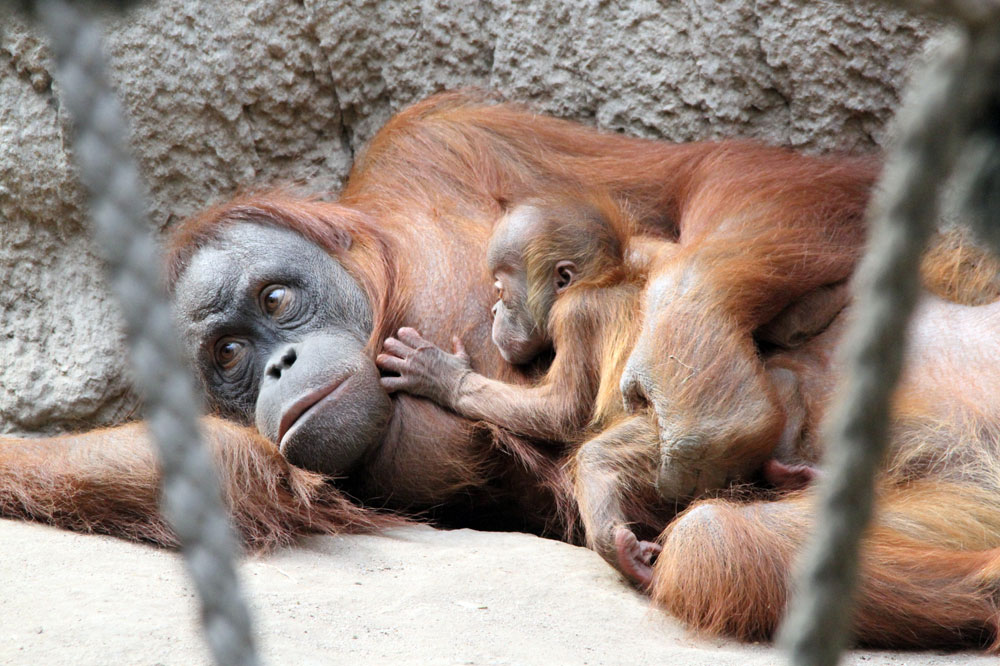 Orang-Utan-Weibchen Raja mit Sohn Martok. Foto: Zoo Leipzig