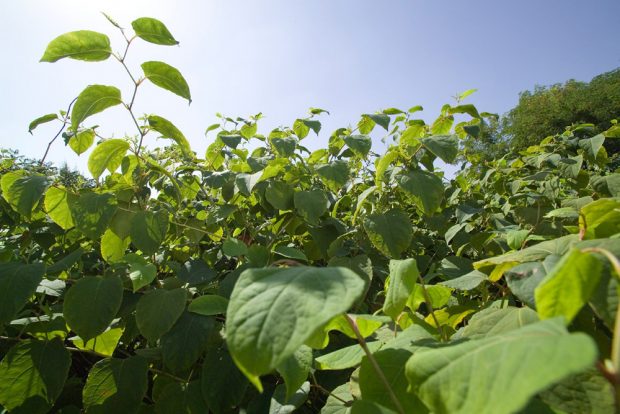 Der Japanische Staudenknöterich (Fallopia japonica) kommt, wie auch der eng verwandte Schling-Flügelknöterich, seit dem Ende des 20. Jahrhunderts in Halle vor. Die in Deutschland gebietsfremde Art wächst gut auf warmen, stickstoffreichen Standorten. Foto: UFZ / André Künzelmann