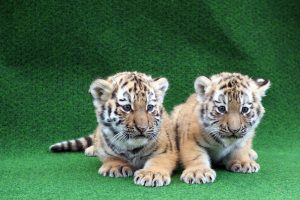 Die Tiger-Zwillinge suchen einen Namen. Foto: Zoo Leipzig