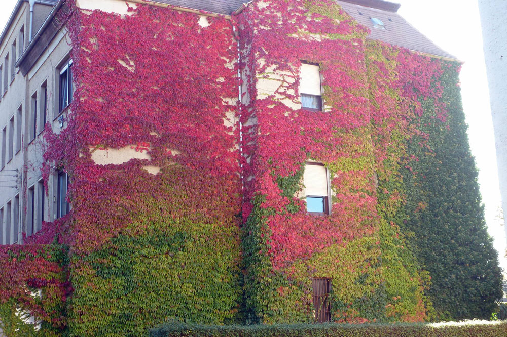 Gewinnerfoto des Kletterfix-Fotowettbewerbes 2016 „Buntes Wiederitzsch“. Foto: Ökolöwe – Umweltbund Leipzig