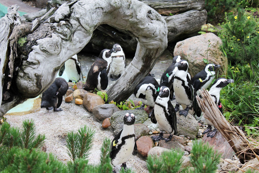 Am Kindertag beim Pinguinfüttern helfen. Foto: Zoo Leipzig