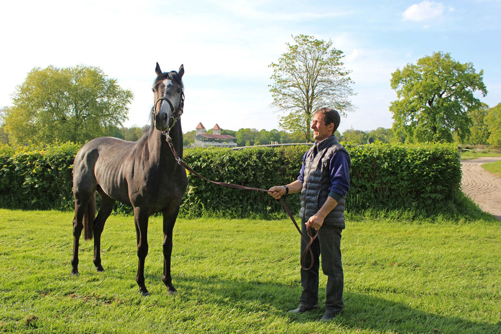 Galopptrainer Marco Angermann bereitet Vermentino, den neuen Hengst des Rennstall Scheibenholz e.V., auf seinen Start am 28. Mai im Scheibenholz vor. Foto: Scheibenholz