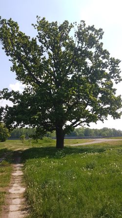 NUKLA-Grundstück in der Elsteraue. Foto: NuKLA