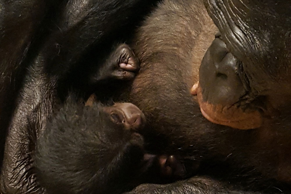 Bonobojungtier mit Weibchen Lexi. Foto: Zoo Leipzig
