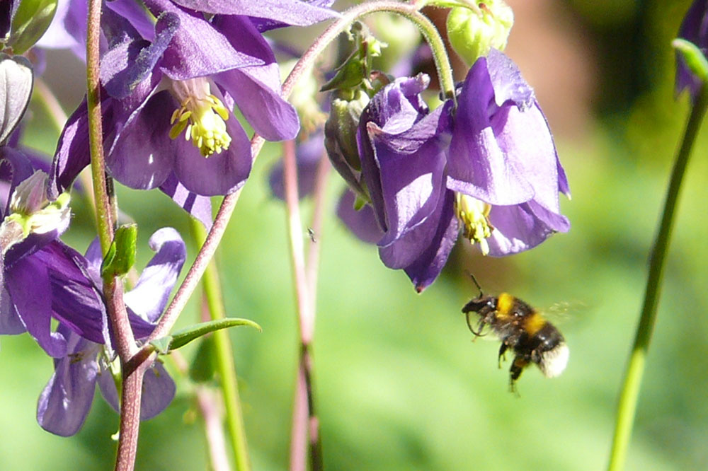 Foto: Ökolöwe – Umweltbund Leipzig e.V.