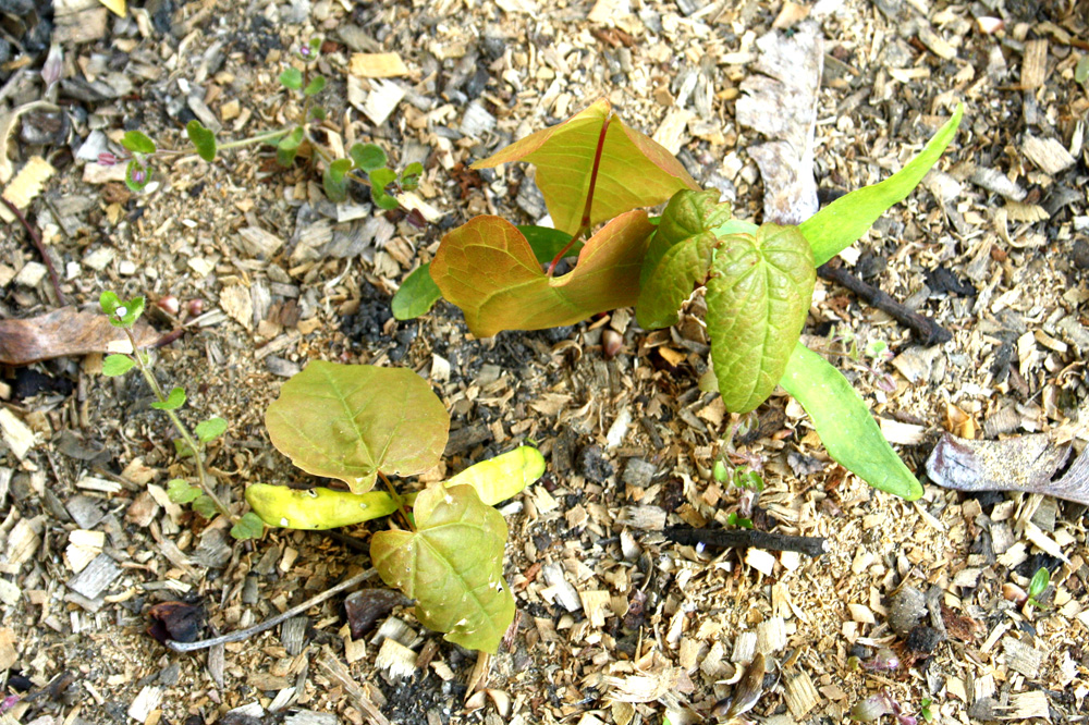 Nu grade! Foto: Ralf Julke