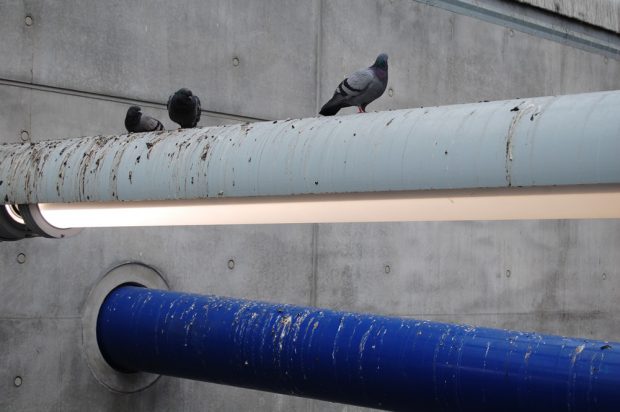 Tauben auf den Lichtstreben im Eingang zur S-Bahn-Station Bayrischer Bahnhof. Foto: Reinhard Wylegalla