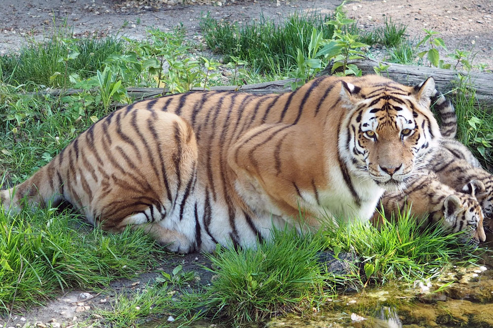 Tigermutter Bella mit ihren Jungtieren. Foto: Zoo Leipzig