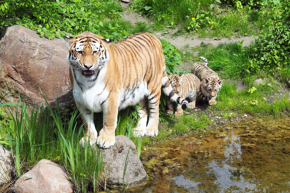 Bella mit Jungtieren auf der Außenanlage. Foto: Zoo Leipzig