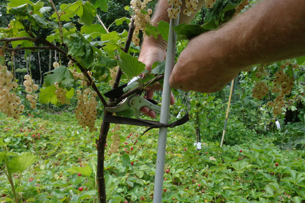 Johannisbeerernte. Foto: erleb-bar