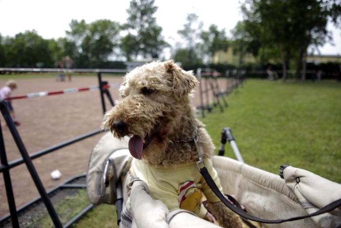 Pensionierter Polizeihund Max. Foto: Alexander Böhm