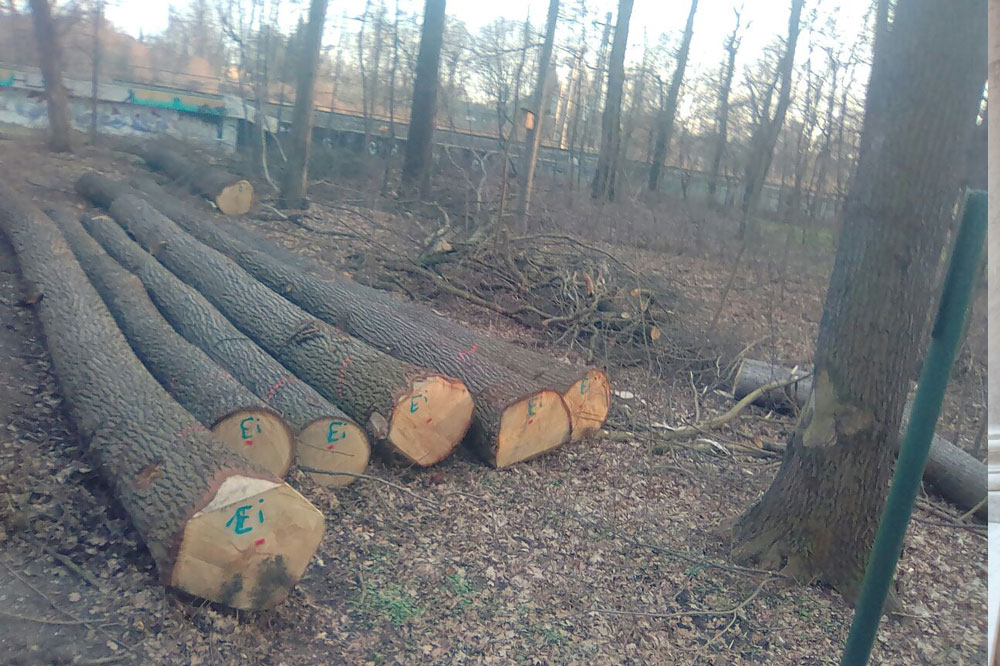 Baumfällungen in der Nonne, Februar 2017. Foto: NuKLA